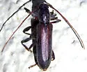 Xeranoplium tricallosum - photo 2