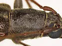 Xeranoplium tricallosum - photo 4