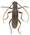 Xeranoplium tricallosum - photo 5