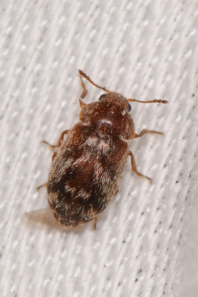 Xerasia grisescens - photo 2