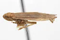 Xerbus brunellus - photo 4