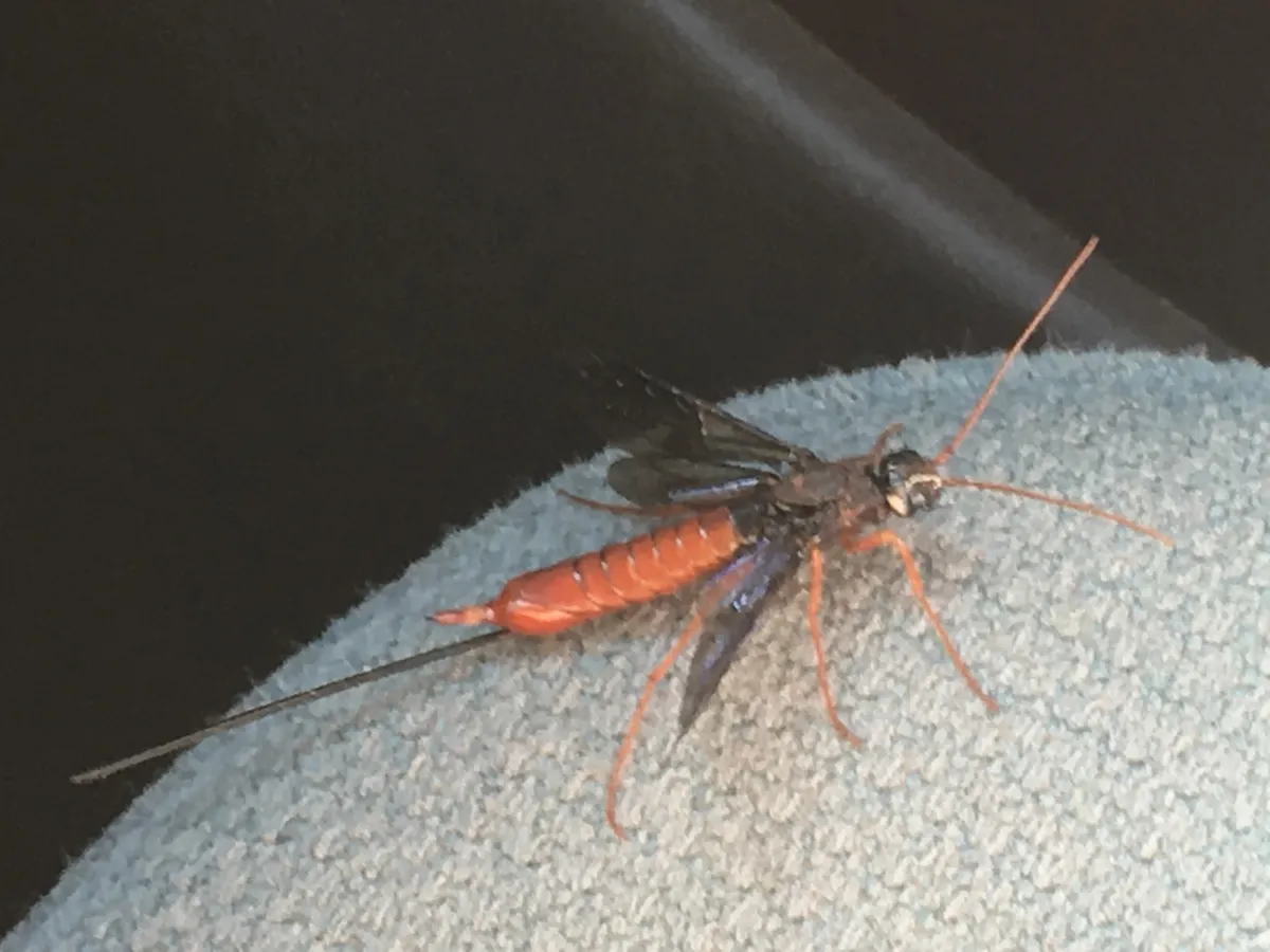 Xeris indecisus - photo 3