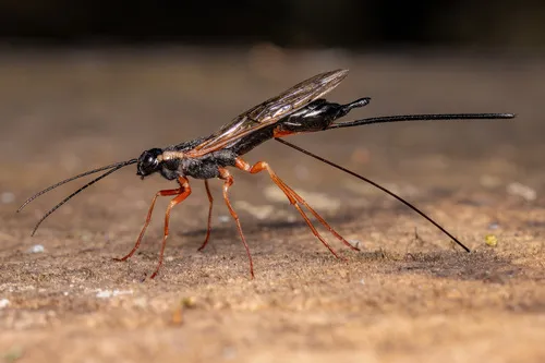 Pale-hipped Woodwasp