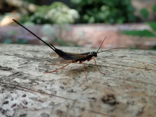 Dark-hipped Woodwasp