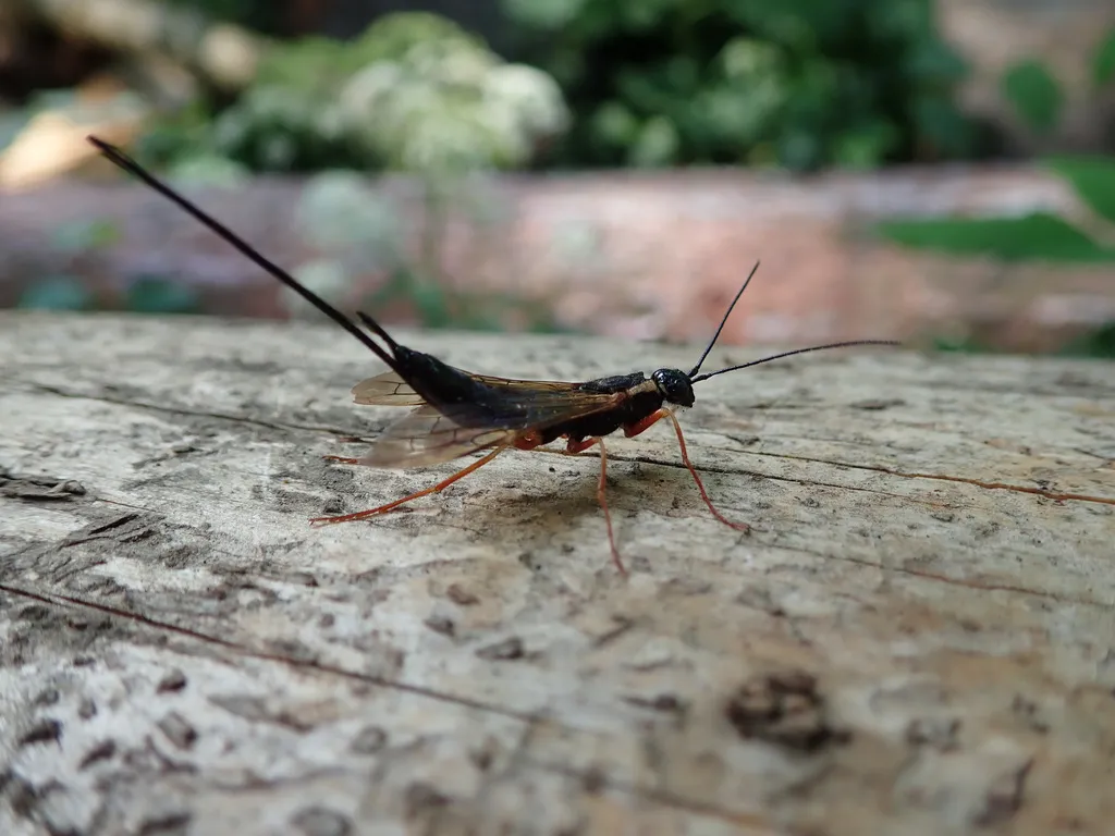 Dark-hipped Woodwasp - photo 2