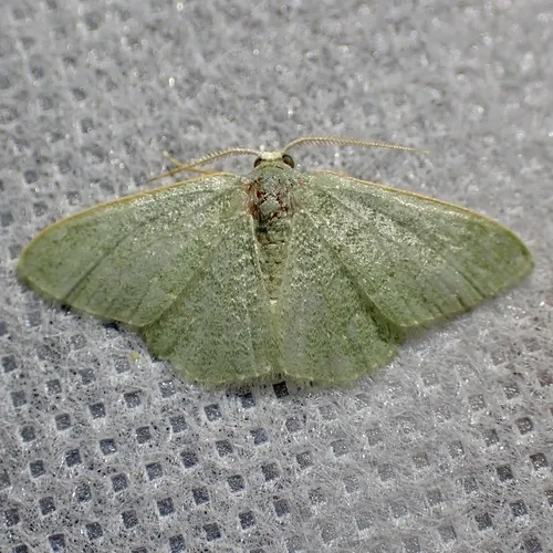 Xerochlora inveterascaria - Hodges#7079