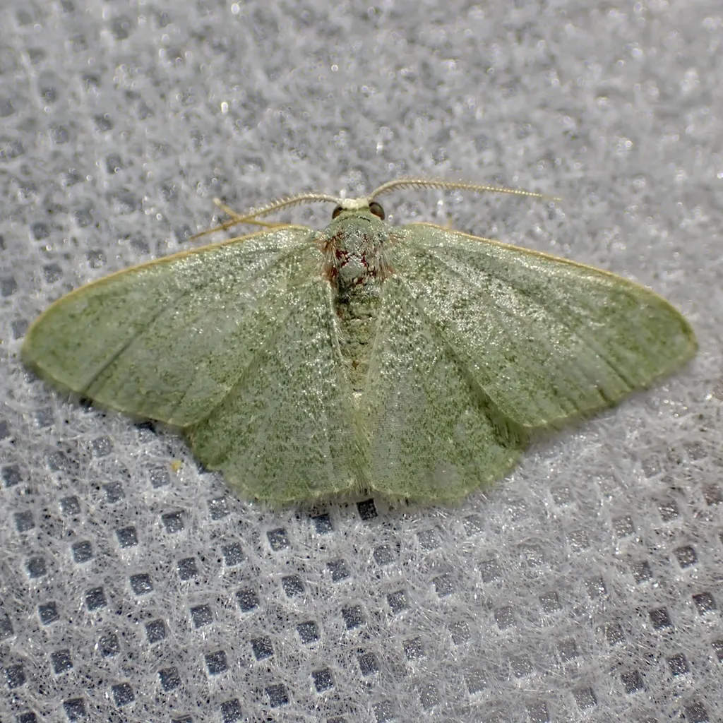 Xerochlora inveterascaria - Hodges#7079 - photo 2