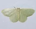 Xerochlora martinaria - Hodges#7080