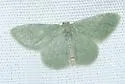 Xerochlora martinaria - Hodges#7080 - photo 2