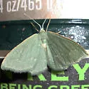 Xerochlora masonaria - Hodges#7081