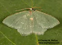 Xerochlora masonaria - Hodges#7081 - photo 2