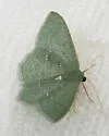 Xerochlora masonaria - Hodges#7081 - photo 5
