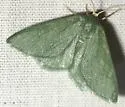 Xerochlora mesotheides - Hodges#7082