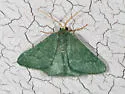 Xerochlora mesotheides - Hodges#7082 - photo 2