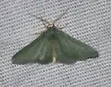 Xerochlora mesotheides - Hodges#7082 - photo 4