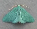 Xerochlora mesotheides - Hodges#7082 - photo 5