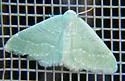Xerochlora viridipallens - Hodges#7078