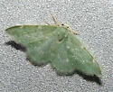 Xerochlora viridipallens - Hodges#7078 - photo 3