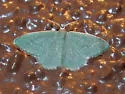 Xerochlora viridipallens - Hodges#7078 - photo 4