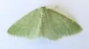 Xerochlora viridipallens - Hodges#7078 - photo 5