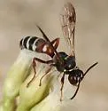 Xerogorytes anaetis - photo 2