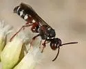 Xerogorytes anaetis - photo 3