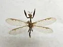 Xeromantispa scabrosa