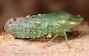 Xerophloea foveolata
