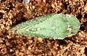 Xerophloea foveolata - photo 2