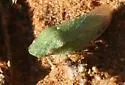 Xerophloea foveolata - photo 3
