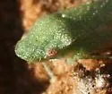 Xerophloea foveolata - photo 4