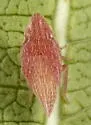 Xerophloea majesta