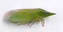 Xerophloea major - Xerophloea major