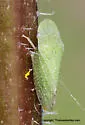 Xerophloea major - photo 2
