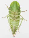 Xerophloea major - photo 3
