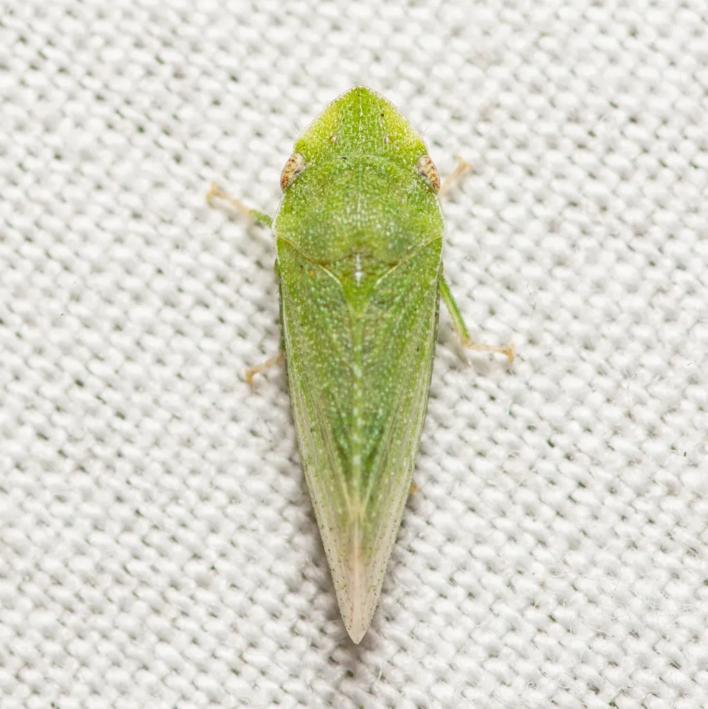 Xerophloea peltata - photo 2
