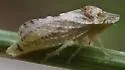 Xerophloea viridis