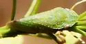 Xerophloea viridis - photo 2