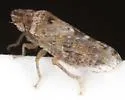 Xerophloea viridis - photo 3