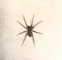 Xeropigo tridentiger