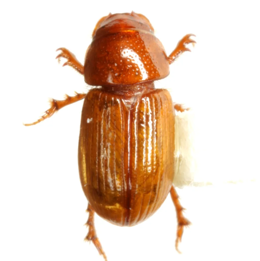 Xeropsamobeus acerbus - photo 2