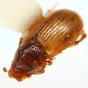 Xeropsamobeus ambiguus