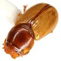 Xeropsamobeus asellus