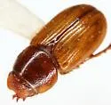 Xeropsamobeus scabriceps