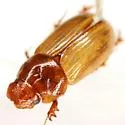 Xeropsamobeus scabriceps - photo 2
