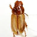 Xeropsamobeus scabriceps - photo 3