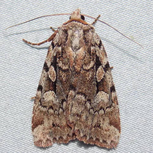 Northern Variable Dart - Hodges#10968
