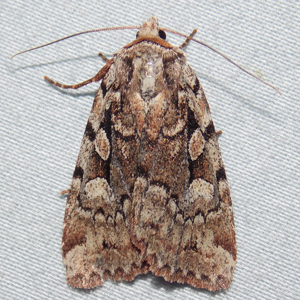 Northern Variable Dart - Hodges#10968 - photo 2