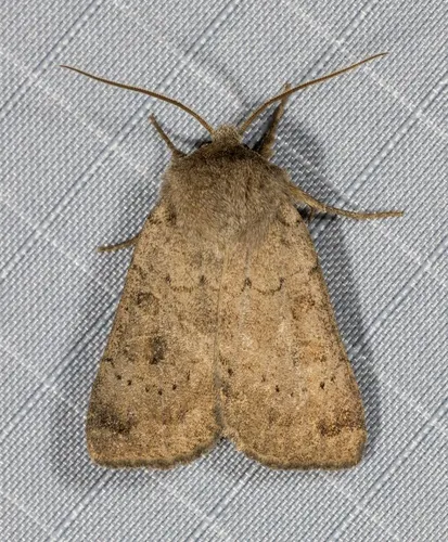 Xestia cinerascens - Hodges#10949