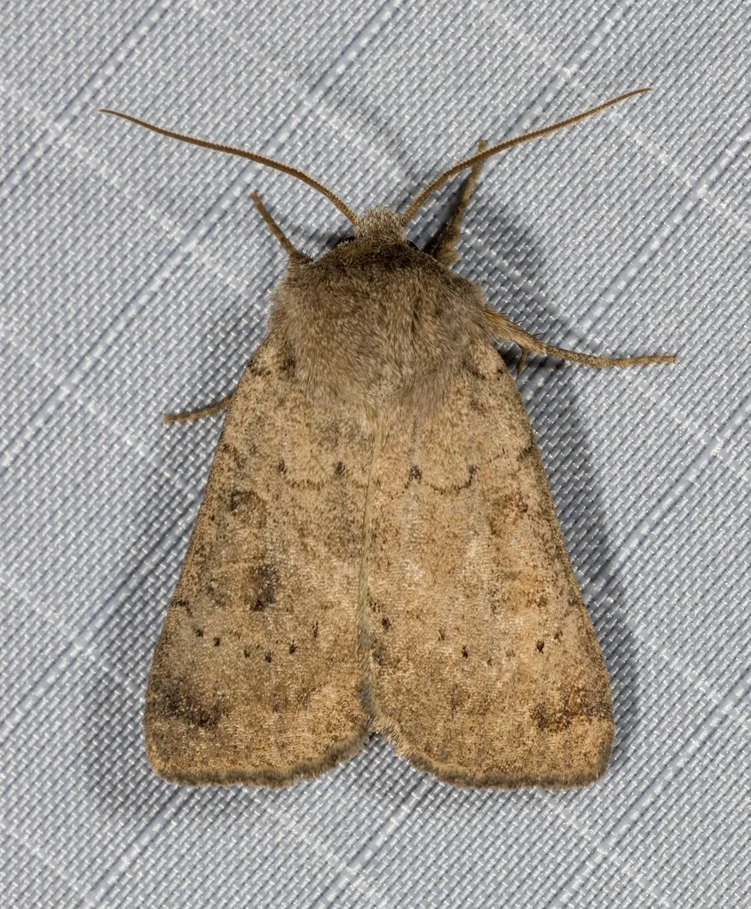 Xestia cinerascens - Hodges#10949 - photo 2